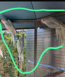 Parrocchetto dal collare FEMMINA 2025