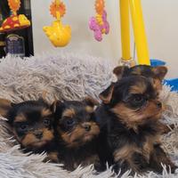 Yorkshire terrier