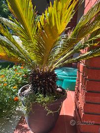Palma cycas