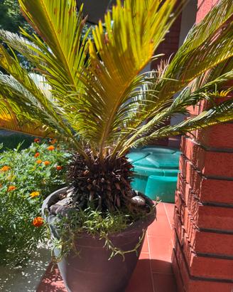 Palma cycas