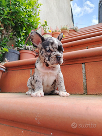 Bulldog francesi esotici