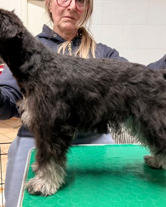 Cuccioli schnauzer nano nero argento