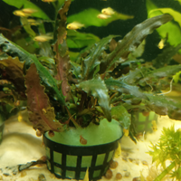 Cryptocoryne undulatus green