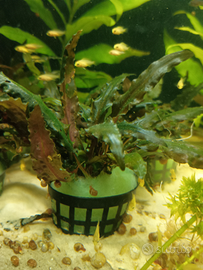 Cryptocoryne undulatus green