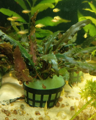 Cryptocoryne undulatus green