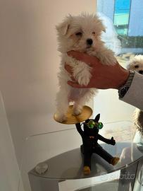 Maltese