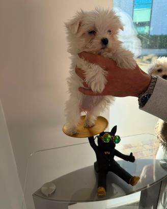 Maltese
