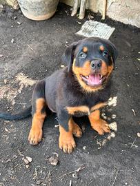 Cucciola di Rottweiler 