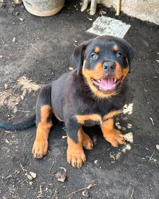 Cucciola di Rottweiler 