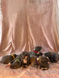 Cuccioli di Amstaff nati ad agosto 2026