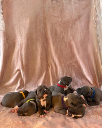 Cuccioli di Amstaff nati ad agosto 2026