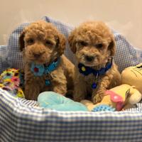 Cuccioli barboncino maschiettino albicocca