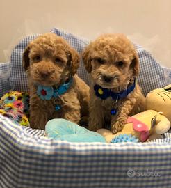 Cuccioli barboncino maschiettino albicocca