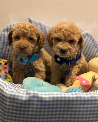 Cuccioli barboncino maschiettino albicocca