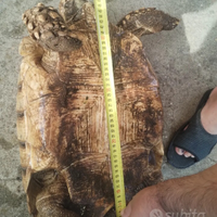 Tartaruga ? sulcata