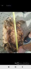 Tartaruga ? sulcata