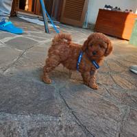 Cucciolo barboncino nano red maschio