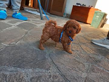 Cucciolo barboncino nano red maschio