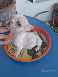 Cucciole di bulldog francese