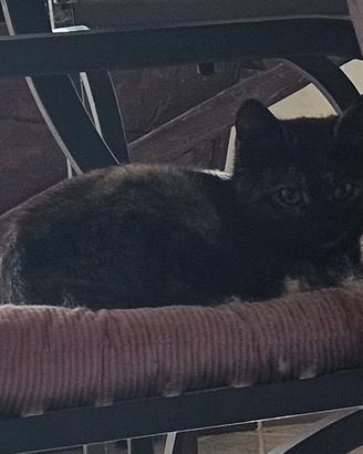 Gattina in famiglia
