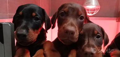 Dobermann Cuccioli