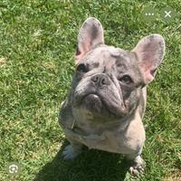 Vendersi cucciolo bulldog francese