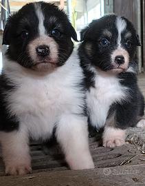 australian shepherd
