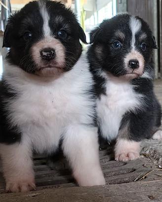 australian shepherd