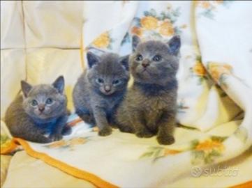 Certosini cuccioli disponibili