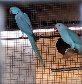 Parrocchetti dal collare da imbecco