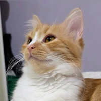 Gattina siberiana DOLCISSIMA