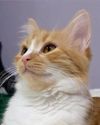 Gattina siberiana DOLCISSIMA