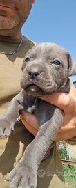 Cuccioli cane corso