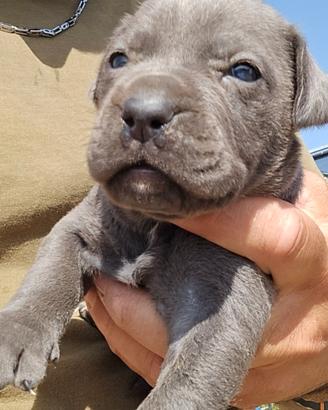 Cuccioli cane corso