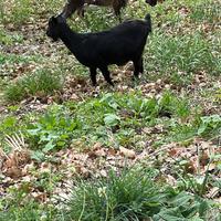 Regaliamo capre per amanti dei animali