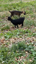 Regaliamo capre per amanti dei animali