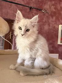 Gattini Maine Coon