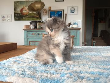 Cuccioli di gatto Maine Coon