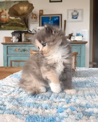 Cuccioli di gatto Maine Coon