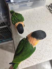 Animali