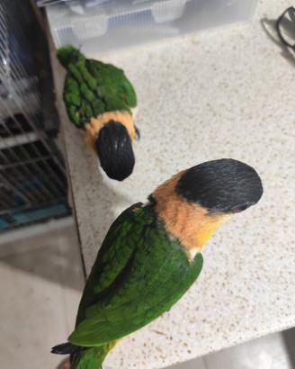 Animali