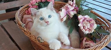 Maschietto RAGDOLL blue lynx bicolor