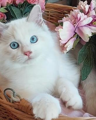 Maschietto RAGDOLL blue lynx bicolor