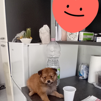 Cucciolo Spitz Mini Toy da borsetta