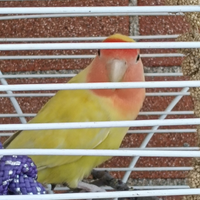 Pappagalli inseparabili