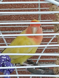 Pappagalli inseparabili