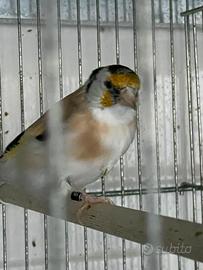 Cardellina Acianica
