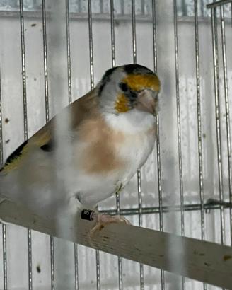 Cardellina Acianica