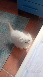 Persiano chinchilla