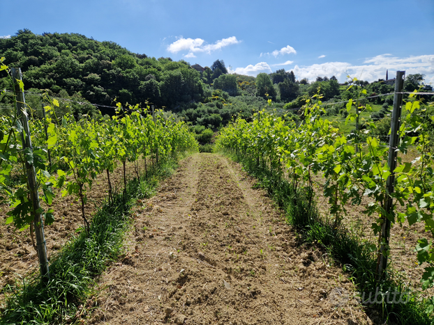 Vigna 4000 mq sangiovese e trebbiano